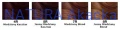 HERBATINT paleta R